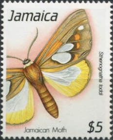 Moth (Sthenognatha toddi)