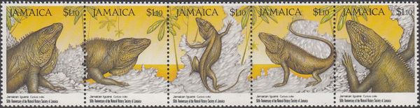 Jamaican Iguana (Cyclura collei)