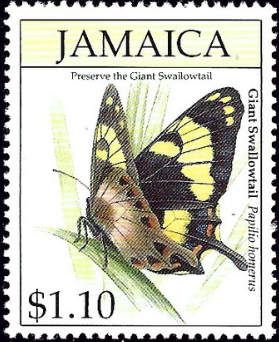 Jamaican Giant Swallowtail (Papilio homerus)