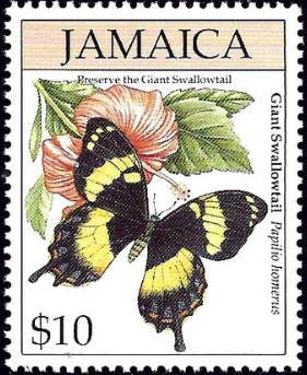 Jamaican Giant Swallowtail (Papilio homerus)