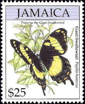 Jamaican Giant Swallowtail (Papilio homerus)