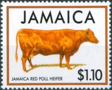 Red Poll Heifer (Bos primigenius taurus)