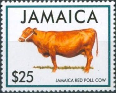 Red Poll Cattle - Cow (Bos primigenius taurus)