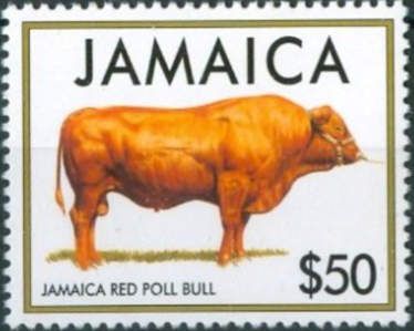 Jamaica Red Poll Bull (Bos primigenius taurus)
