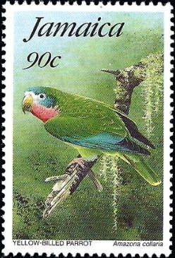 Yellow-billed Amazon (Amazona collaria)