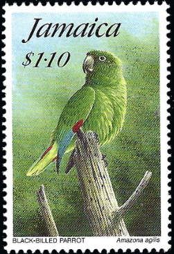 Black-billed Amazon (Amazona agilis)
