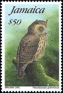 Brown Owl (Pseudoscops grammicus)