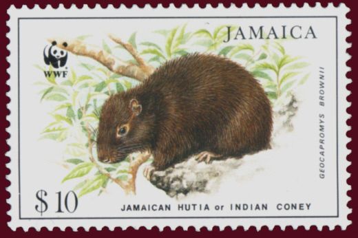 Jamaican Hutia (Geocapromys brownii)
