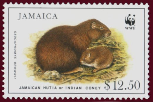 Jamaican Hutia (Geocapromys brownii)