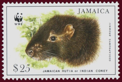 Jamaican Hutia (Geocapromys brownii)