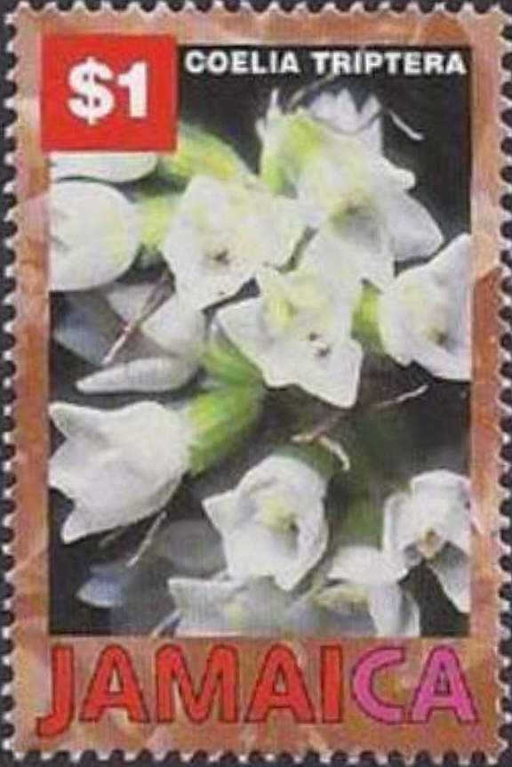 Coelia triptera