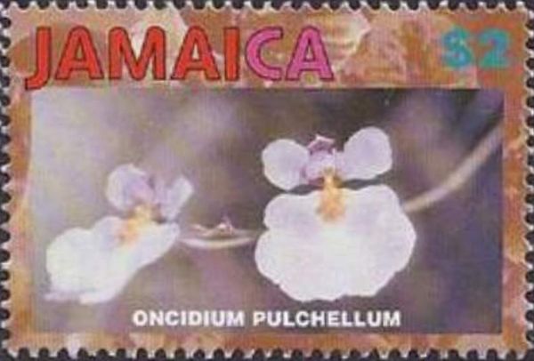 Oncidium pulchellum