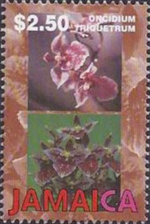 Oncidium triquetrum