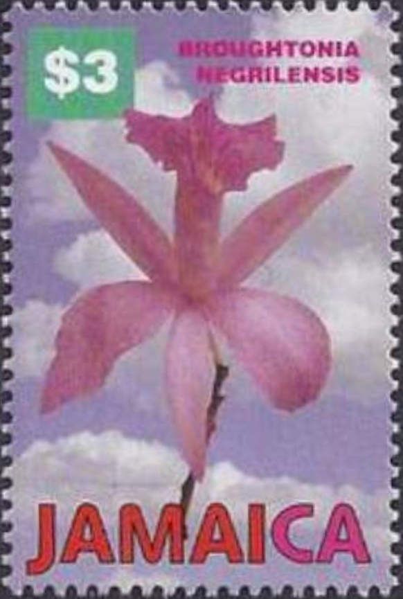 Broughtonia negrilensis