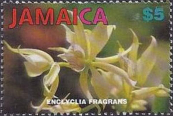 Enclyclia fragrans