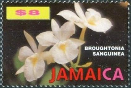 Broughtonia sanguinea