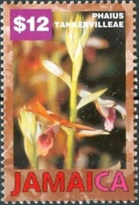 Phaius tankervilleae