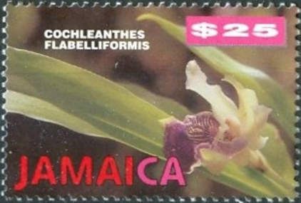 Cochleanthes flabelliformis