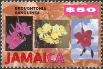 Broughtonia sanguinea