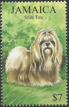 Shih Tzu (Canis lupus familiaris)