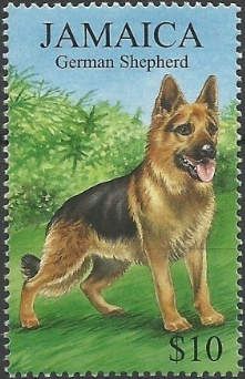 German Shepherd (Canis lupus familiaris)