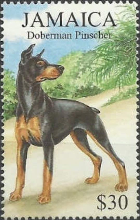 Doberman Pinscher (Canis lupus familiaris)