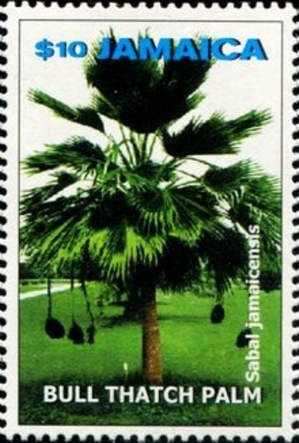 Bull Thatch Palm (Sabal jamaicensis)