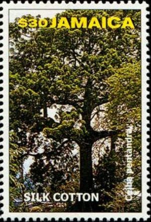 Silk Cotton (Ceiba pentandra)