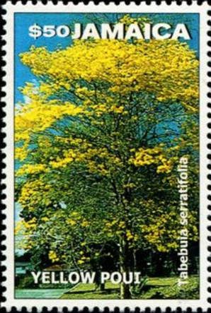 Yellow Poui (Tabebuia serratifolia)