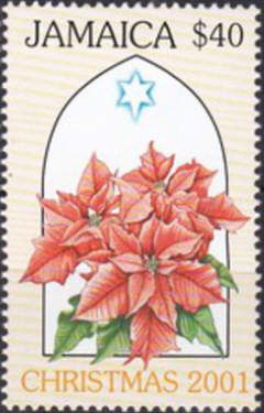 Poinsettia