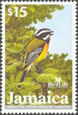 Jamaican Stripe-headed Tanager (Spindalis nigricephala)