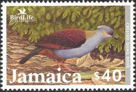 Crested Quail Dove (Geotrygon versicolor)