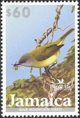 Blue Mountan Vireo (Vireo osburni)