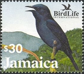 Jamaican Blackbird (Nesopsar nigerrimus)