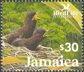 Jamaican Blackbird (Nesopsar nigerrimus)
