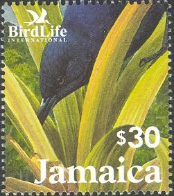 Jamaican Blackbird (Nesopsar nigerrimus)