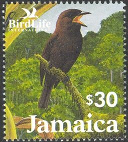 Jamaican Blackbird (Nesopsar nigerrimus)