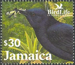Jamaican Blackbird (Nesopsar nigerrimus)