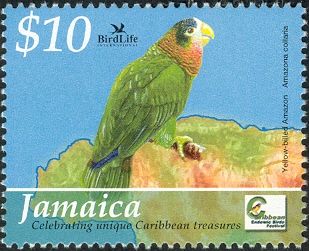 Yellow-billed Amazon (Amazona collaria)