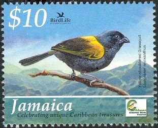 Yellow-shouldered Grassquit (Loxipasser anoxanthus)
