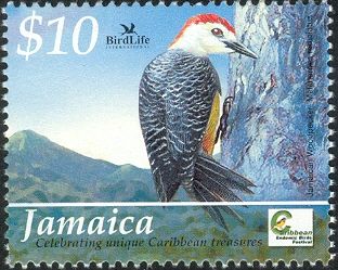 Jamaican Woodpecker (Melanerpes radiolatus)