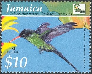 Red-billed Streamertail (Trochilus polytmus)