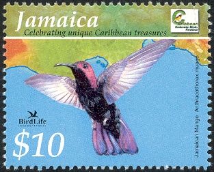 Jamaican Mango (Anthracothorax mango)