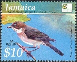 White-eyed Thrush (Turdus jamaicensis)