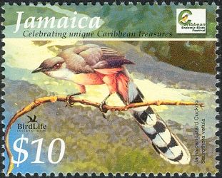 Jamaican Lizard Cuckoo (Saurothera vetula)