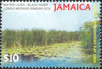 Water Lilies Black River