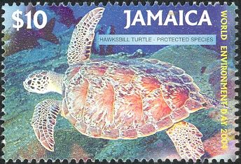 Hawksbill Turtle (Eretmochelys imbricata)