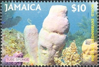 Yellow Tube Sponge (Aplysina fistularis)