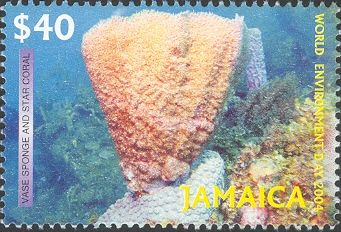 Vase Sponge (Sycon sp.)