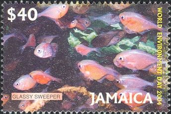 Glassy Sweeper (Pempheris schomburgki)